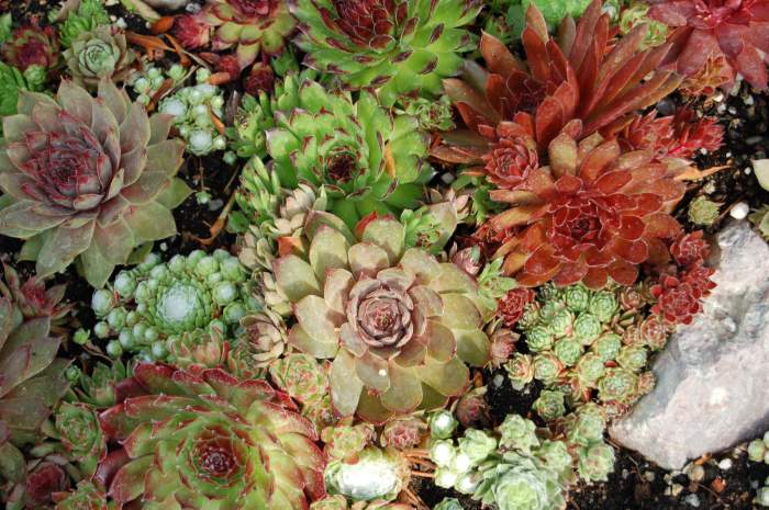 Sempervivum Dachwurz Hauswurz